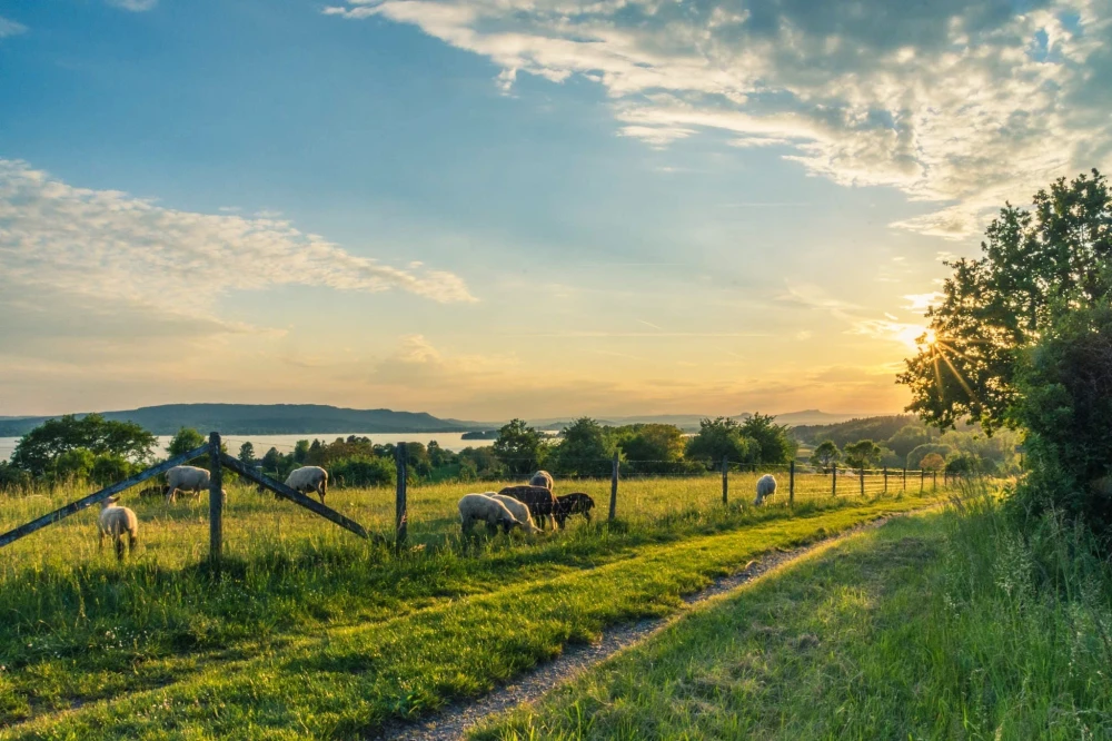 Agrivoltaics / Agrisolar: How Solar Improves Farming⚡[2024]